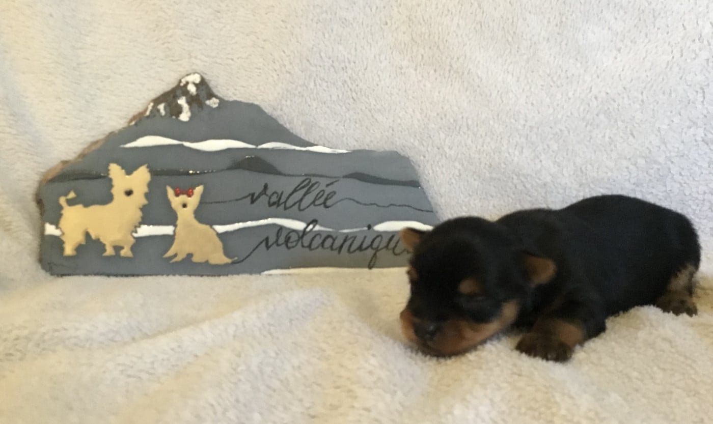 Chiot N°1 - Yorkshire Terrier