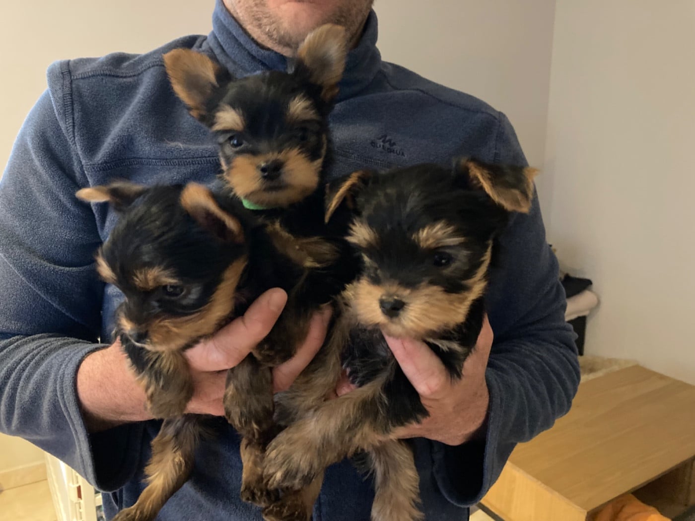 Yorkshire Terrier - De La Vallée Volcanique