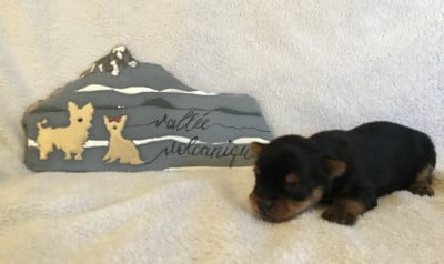 Les chiots de Yorkshire Terrier