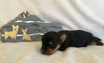 Chiot N°3 - Yorkshire Terrier