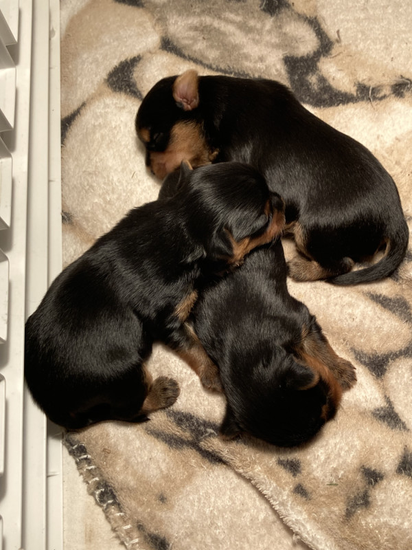 Yorkshire Terrier - De La Vallée Volcanique