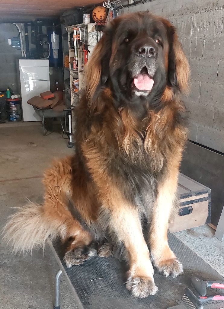 Publication : ANTHONY BLOT