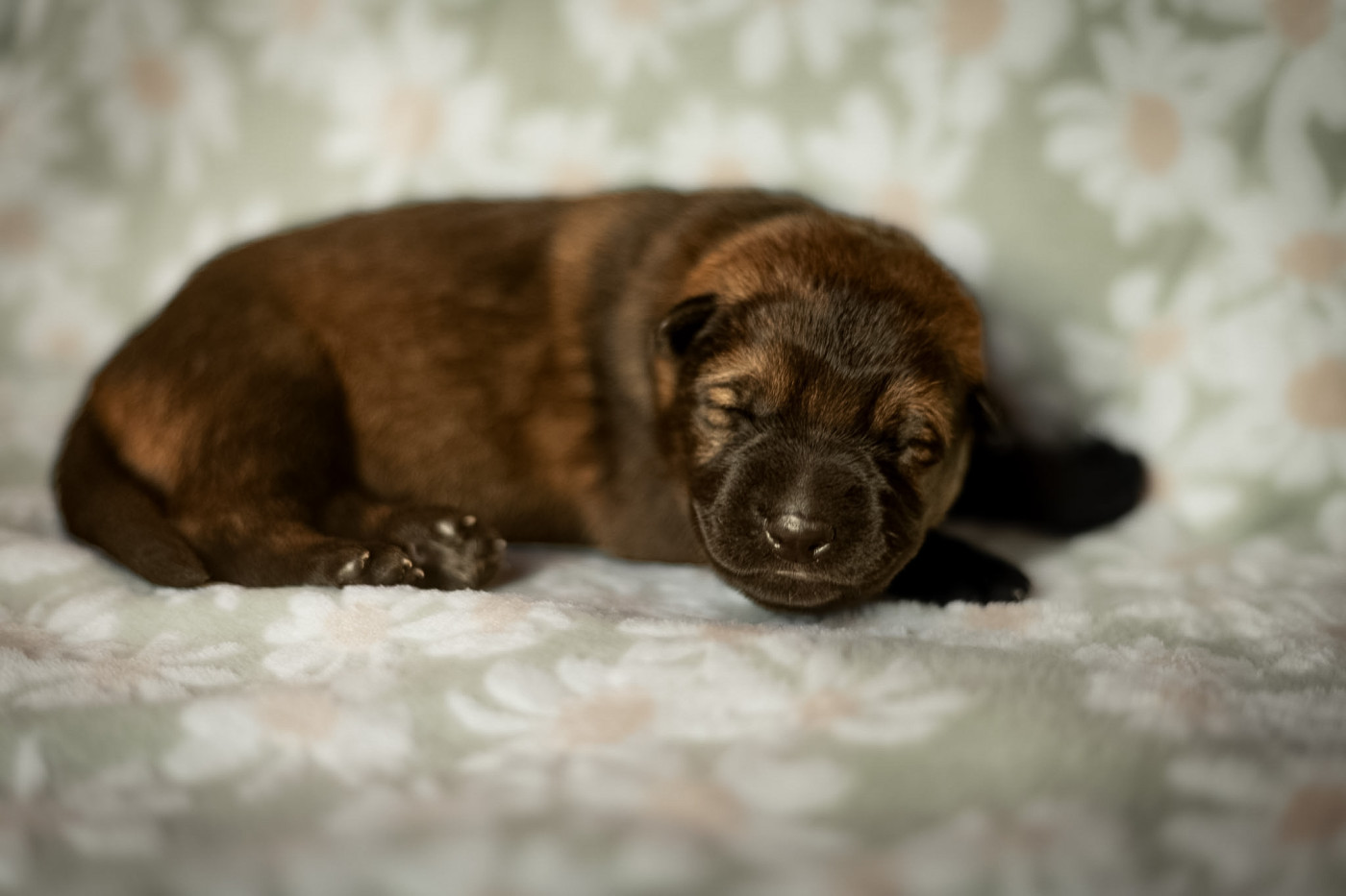 Mâle gris clair - Berger Allemand