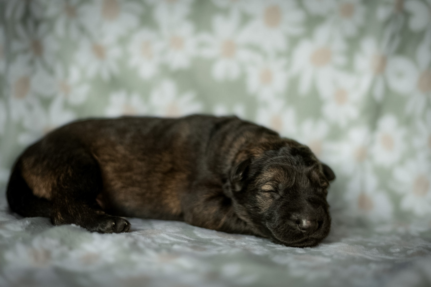 Mâle gris foncé - Berger Allemand