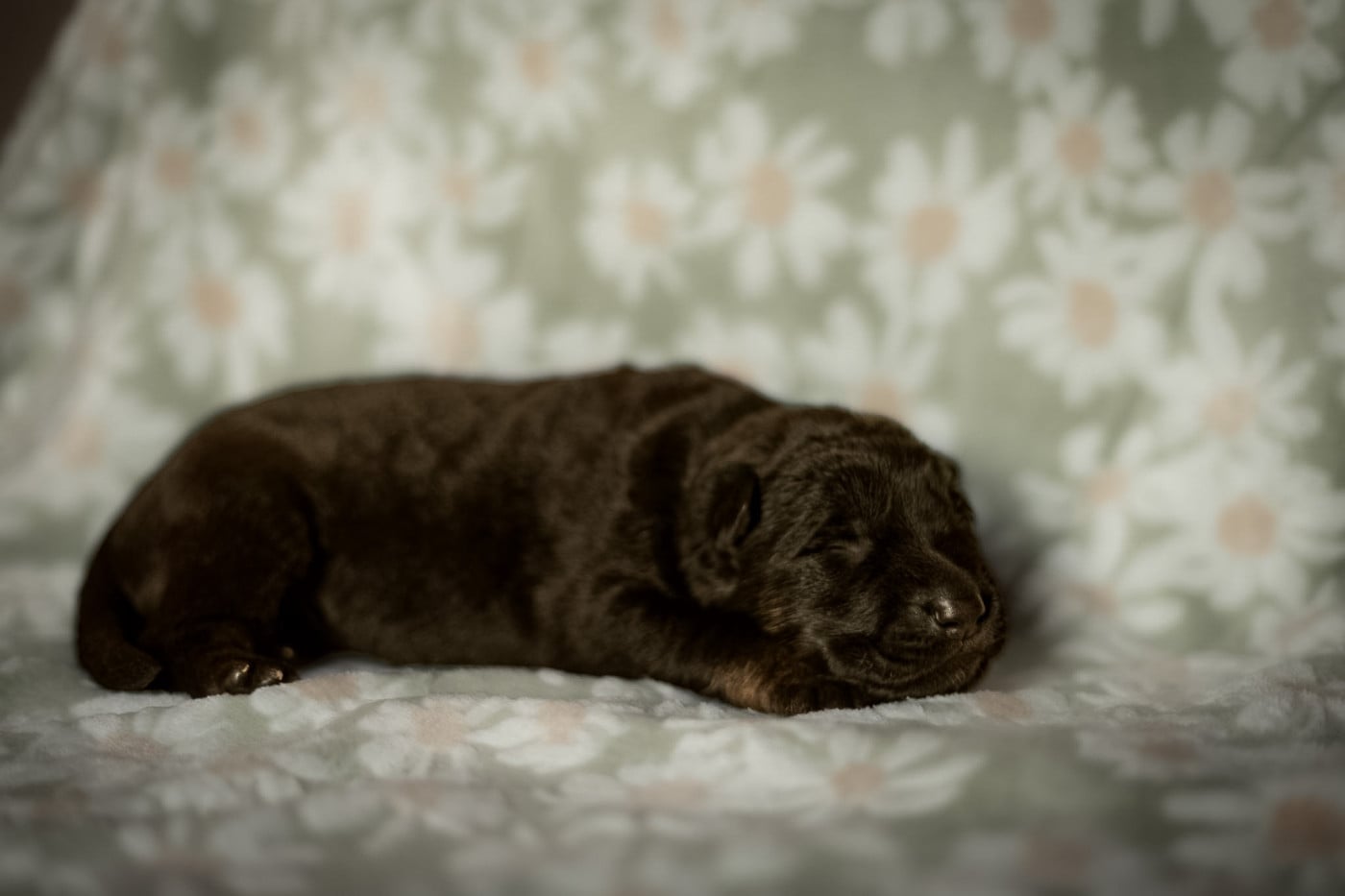 Mâle noir et feu - Berger Allemand