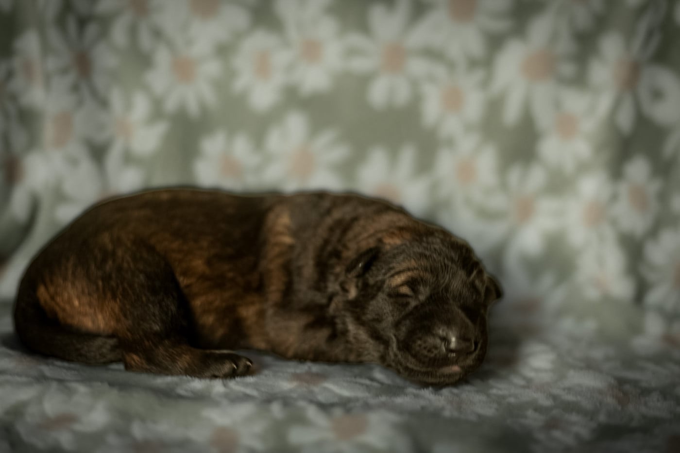 Femelle - Berger Allemand