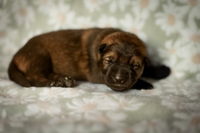 Les chiots de Berger Allemand