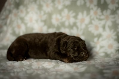Les chiots de Berger Allemand
