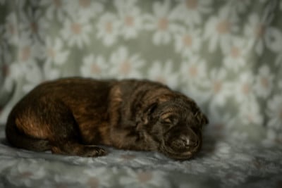 Les chiots de Berger Allemand
