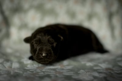Les chiots de Berger Allemand