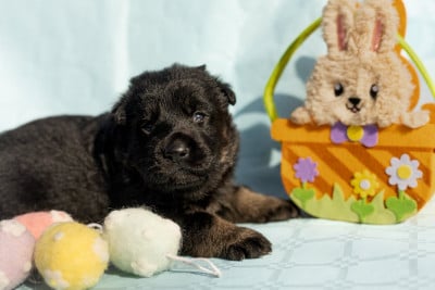 Les chiots de Berger Allemand