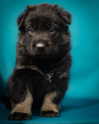 Les chiots de Berger Allemand