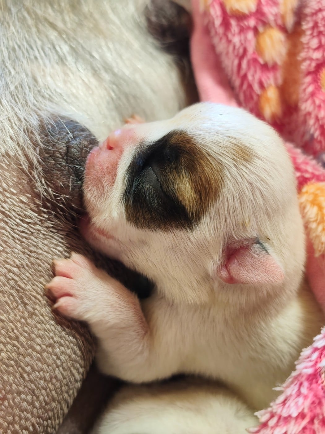Chiot Bulldog Anglais