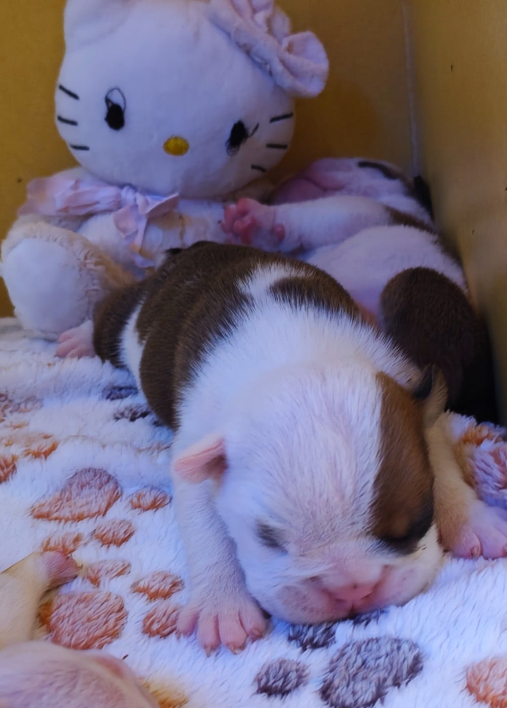 BELLMONDO de l'Oasis des Lavagnes - Bulldog Anglais