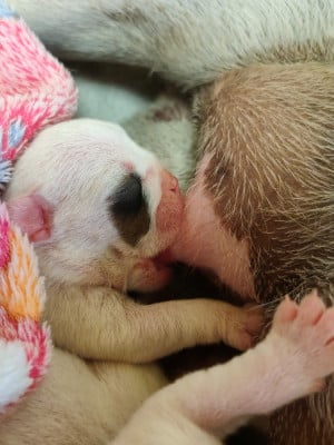 Les chiots de Bulldog Anglais