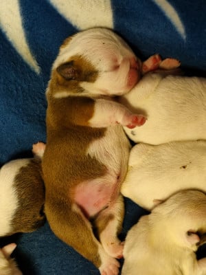 Les chiots de Bulldog Anglais