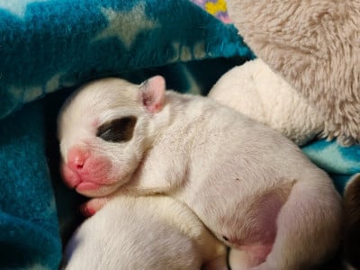 Les chiots de Bulldog Anglais