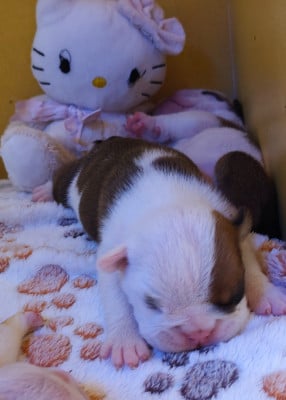 Les chiots de Bulldog Anglais