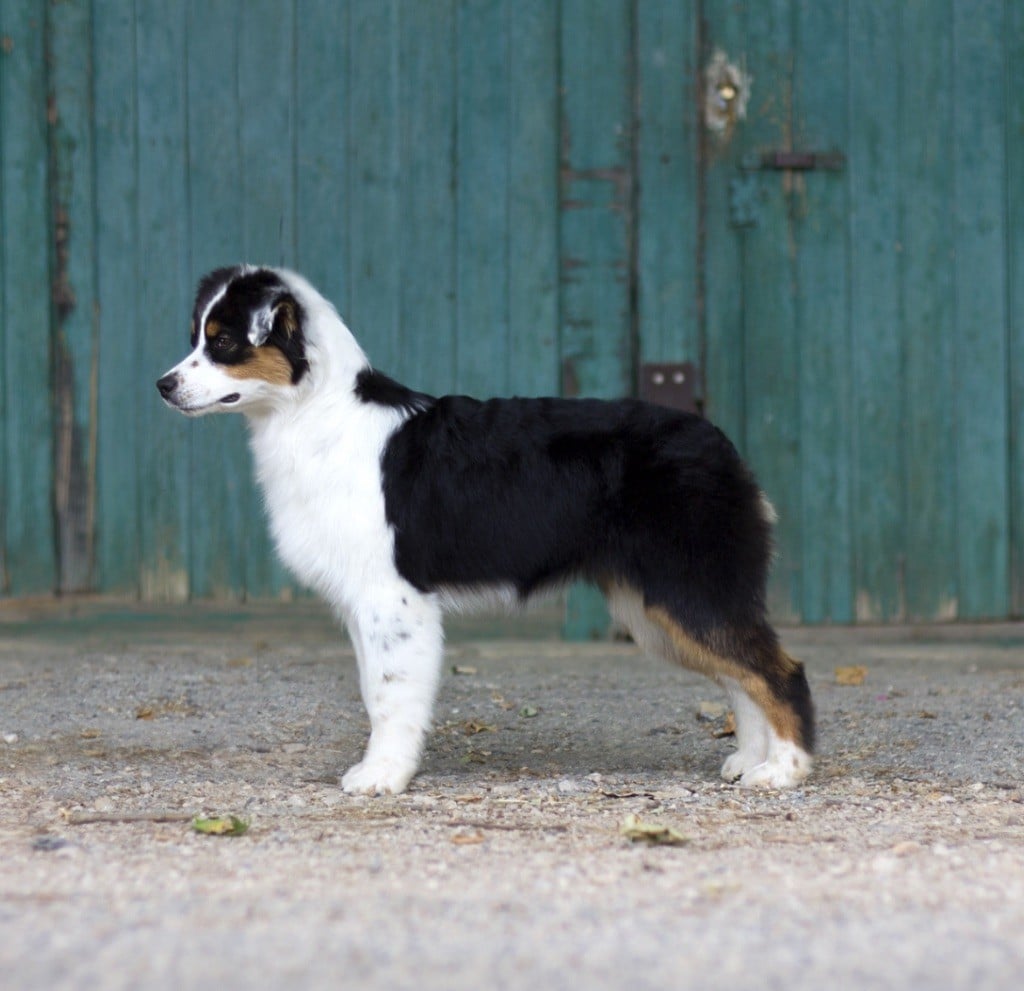 Aloha bonnie De La Contrée De Léonidas