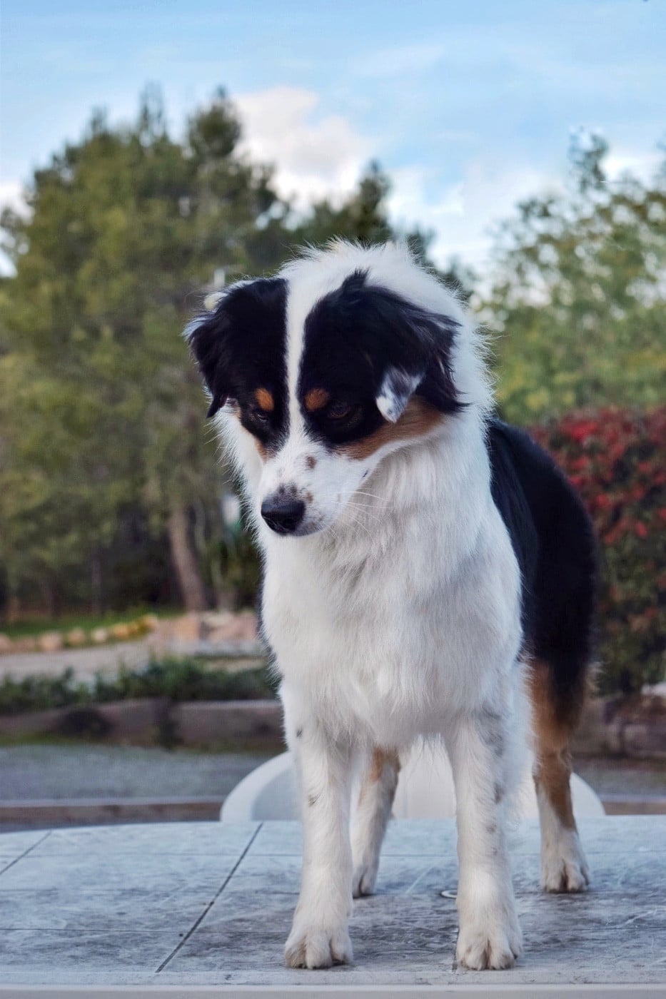 Aloha bonnie De La Contrée De Léonidas