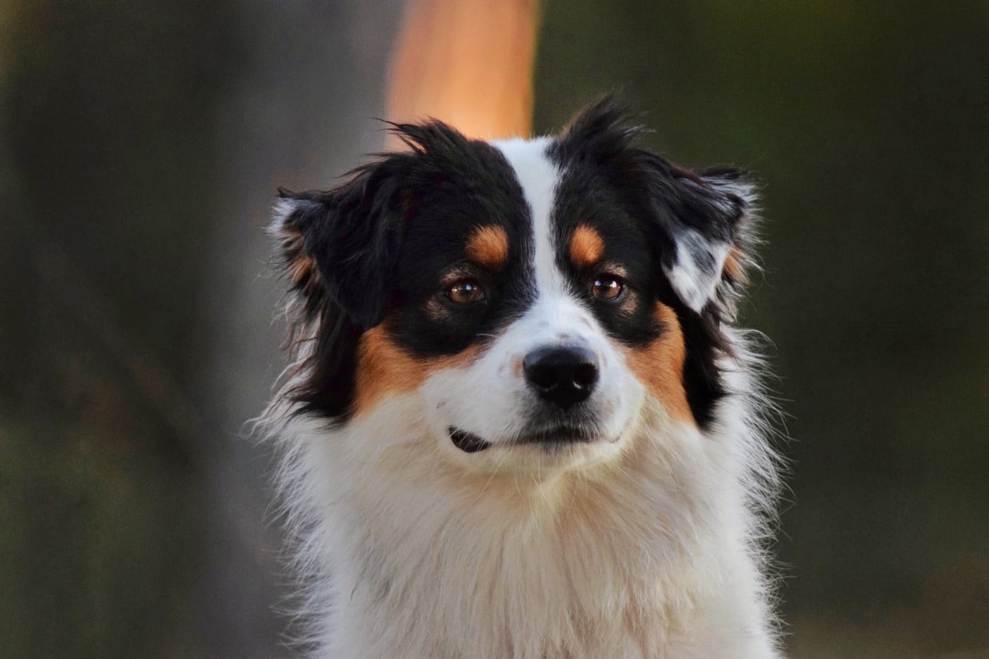 Aloha bonnie De La Contrée De Léonidas