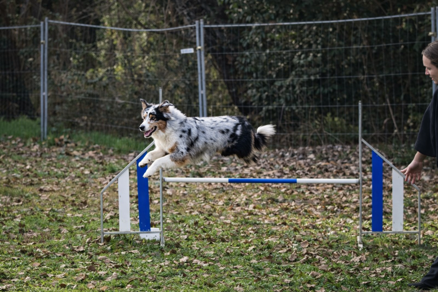 Publication : The Lys S Witcher