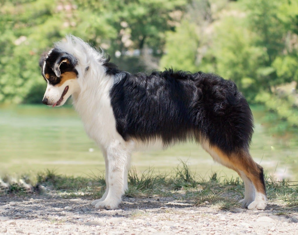 Aloha bonnie De La Contrée De Léonidas