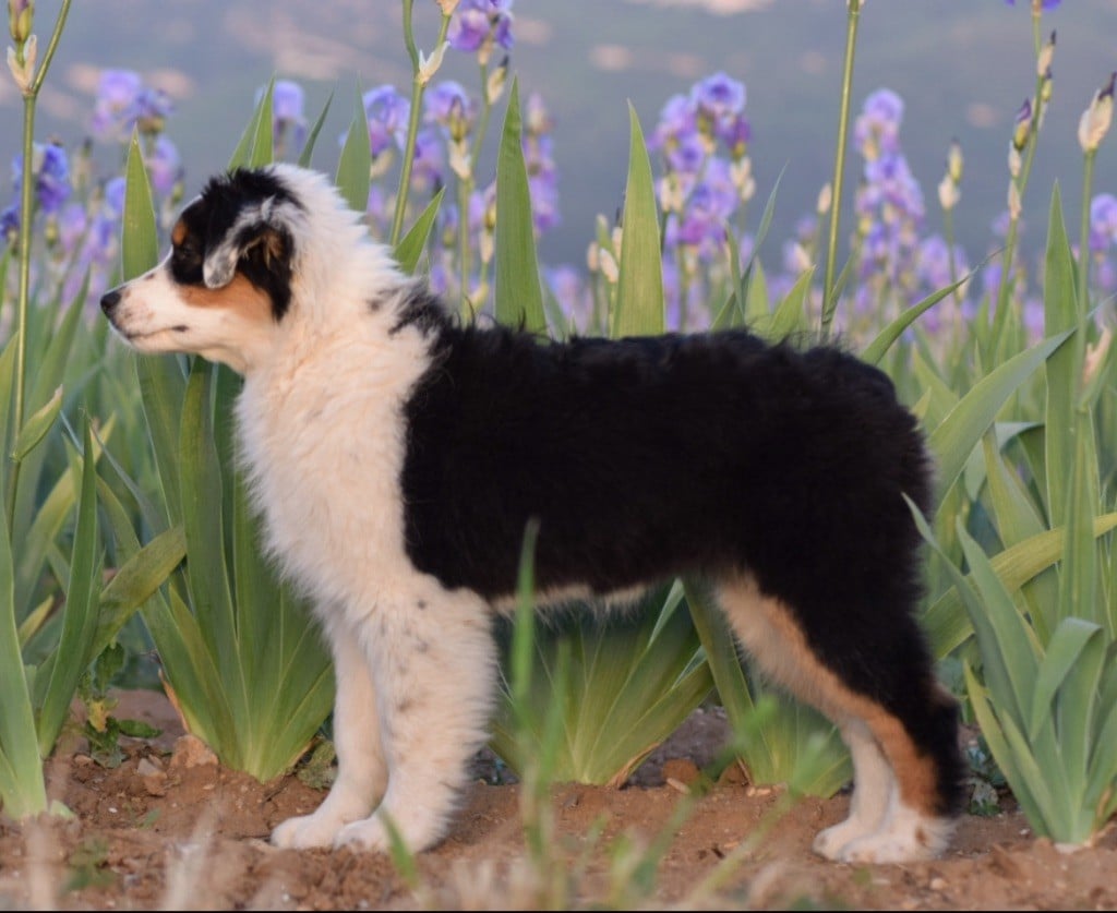 Aloha bonnie De La Contrée De Léonidas