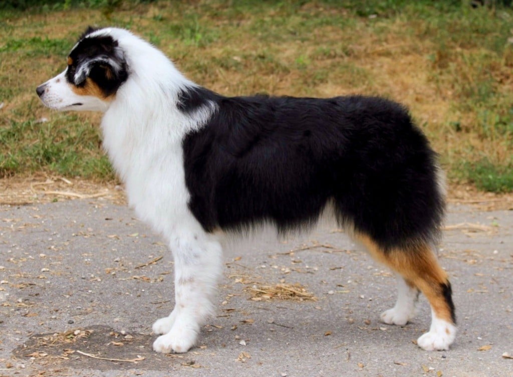 Aloha bonnie De La Contrée De Léonidas