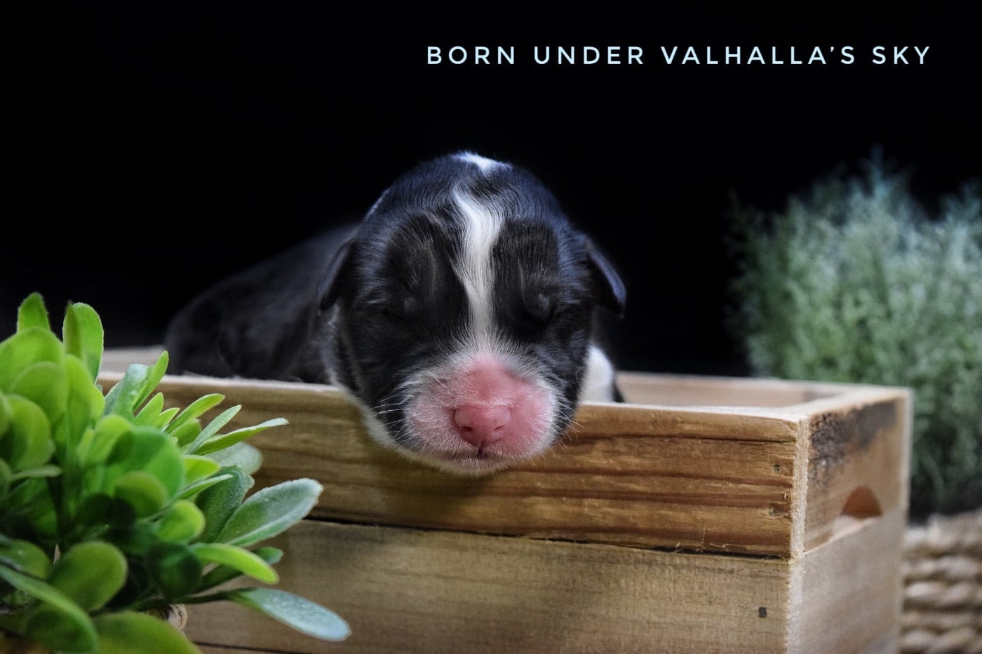 Born Under Valhalla s Sky