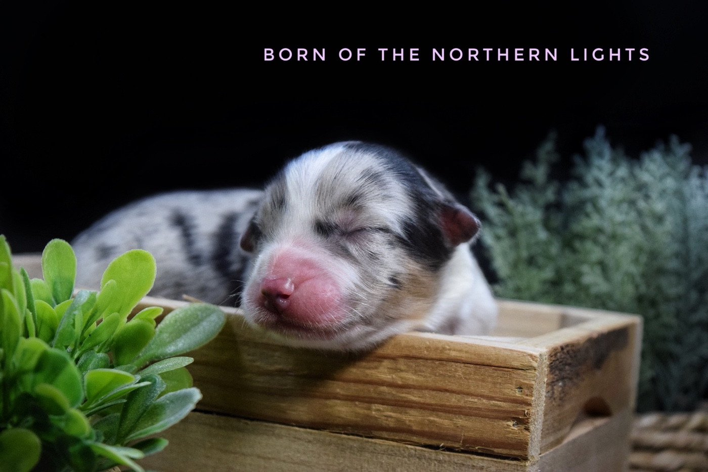 Born Of The Northen Lights