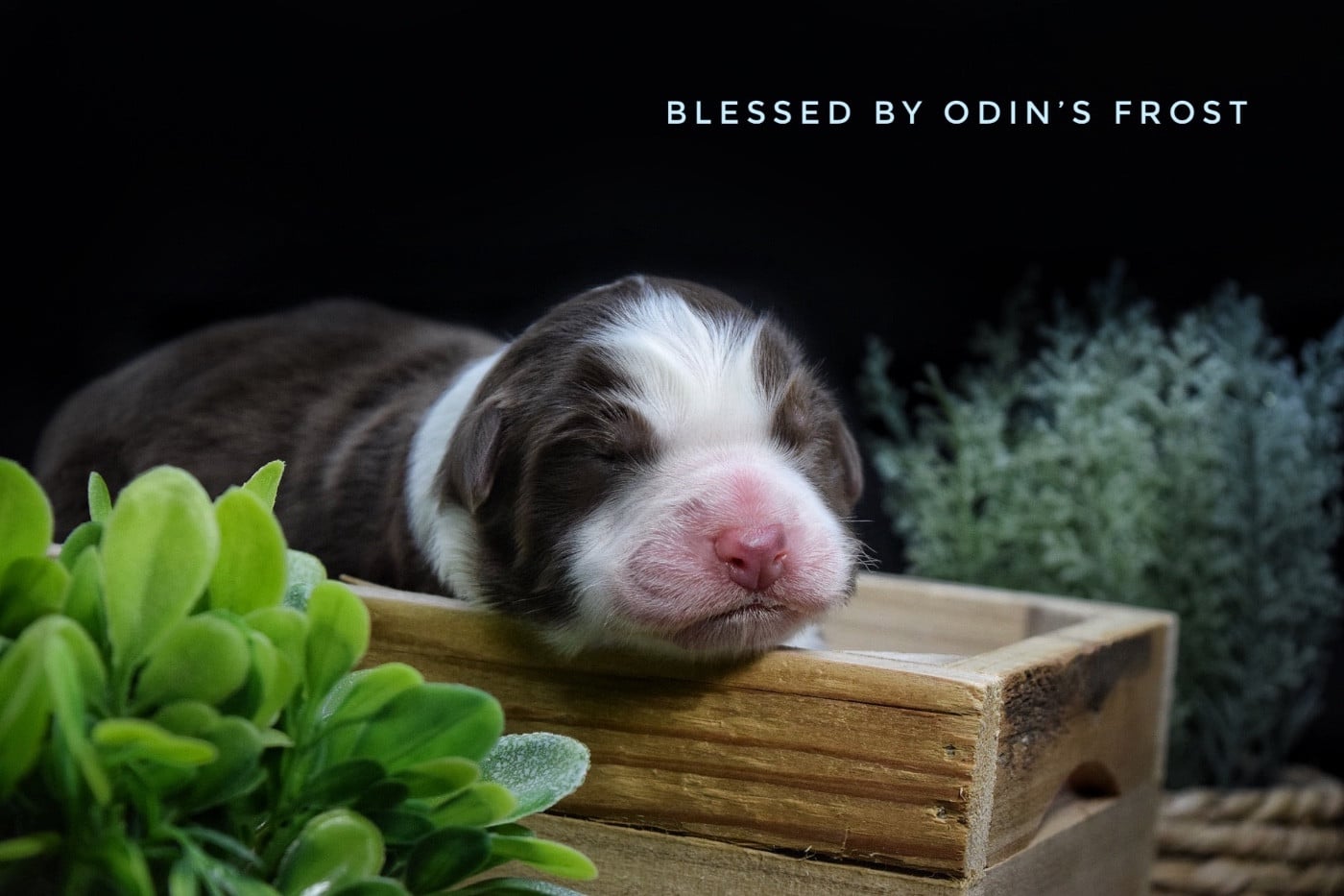 Blessed By Odin s Frost