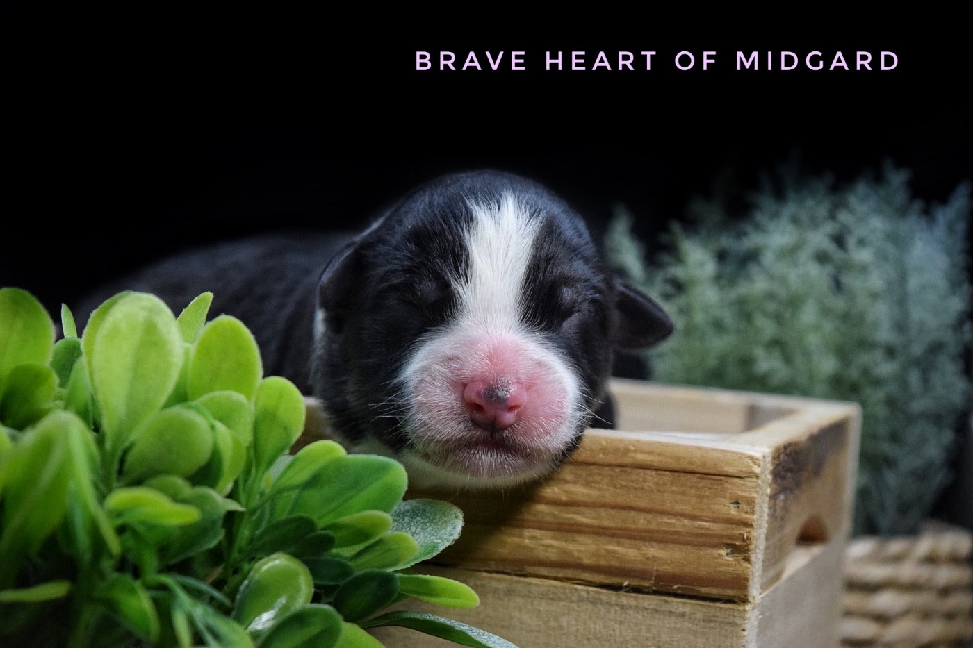 Brave Heart Of Midgard
