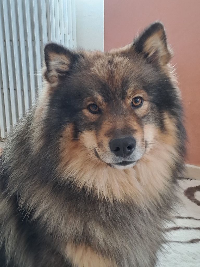 Ukonniemi ucky of artic cobaka