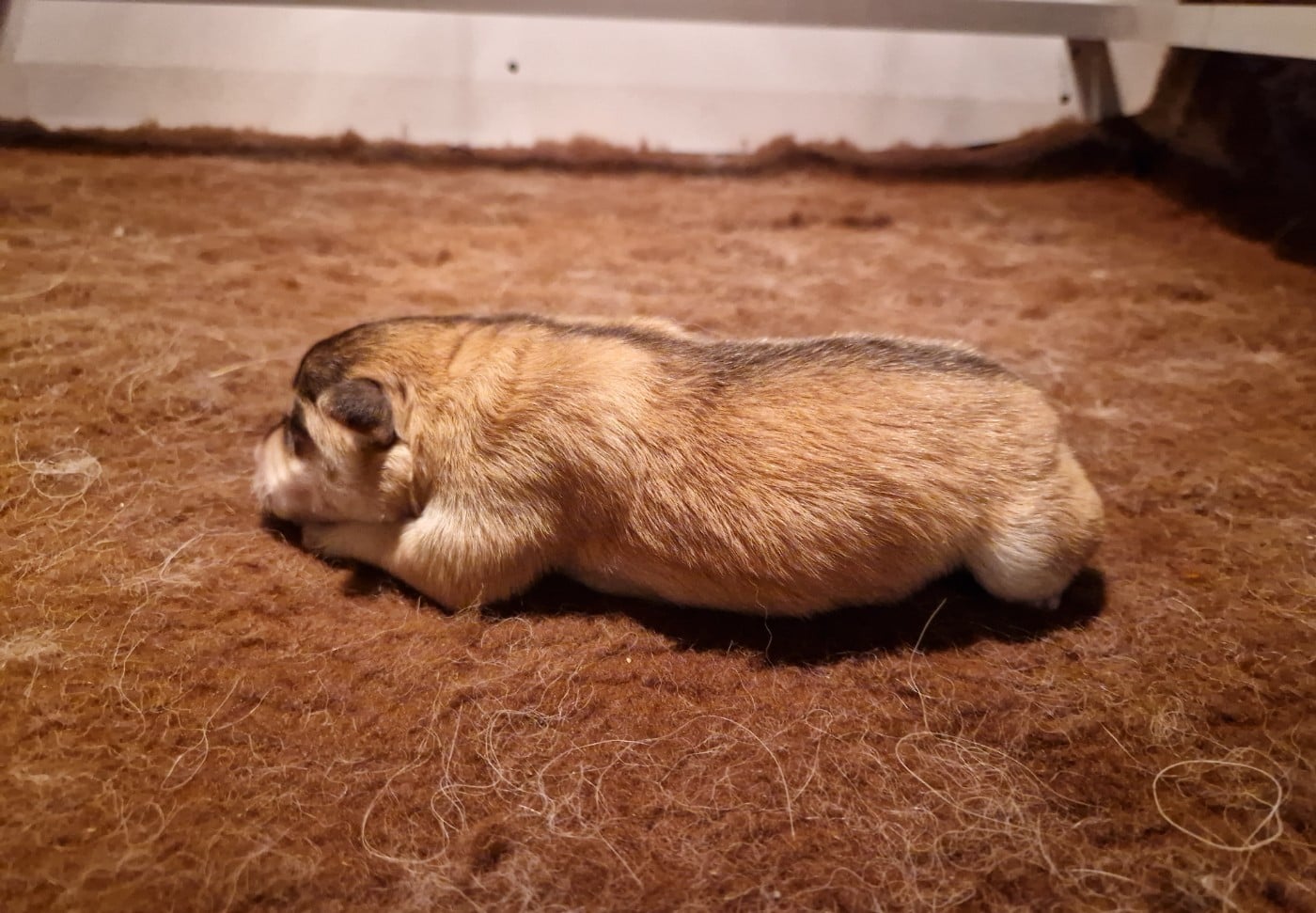 ALHENA SKADI - Chien finnois de Laponie