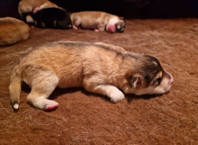 Les chiots de Chien finnois de Laponie