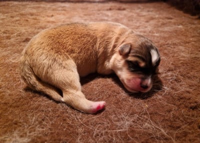 Les chiots de Chien finnois de Laponie