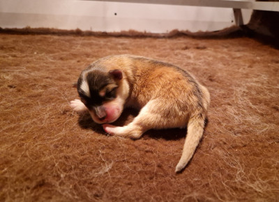 Les chiots de Chien finnois de Laponie