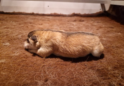 Les chiots de Chien finnois de Laponie