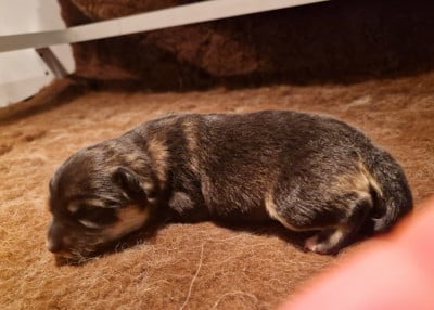 Les chiots de Chien finnois de Laponie