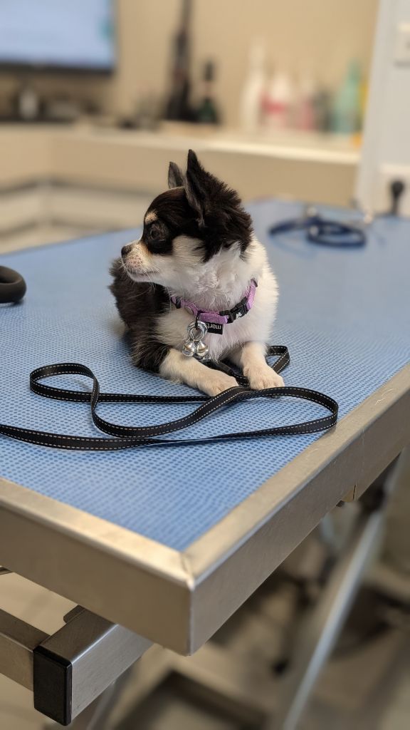 World's Of Monstera Anya