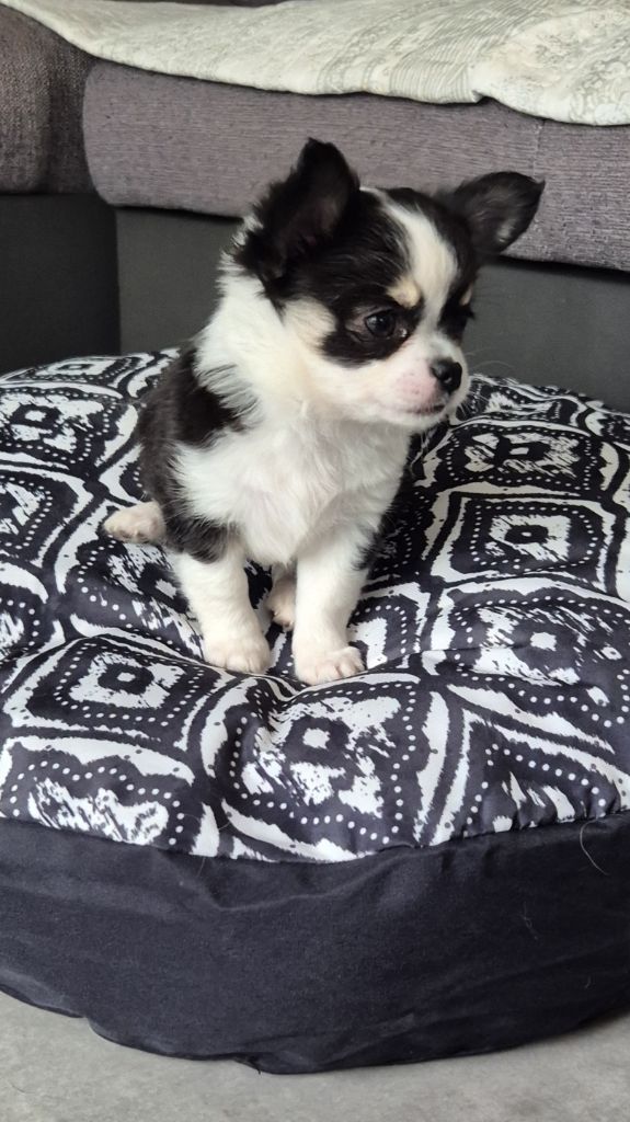 World's Of Monstera Anya