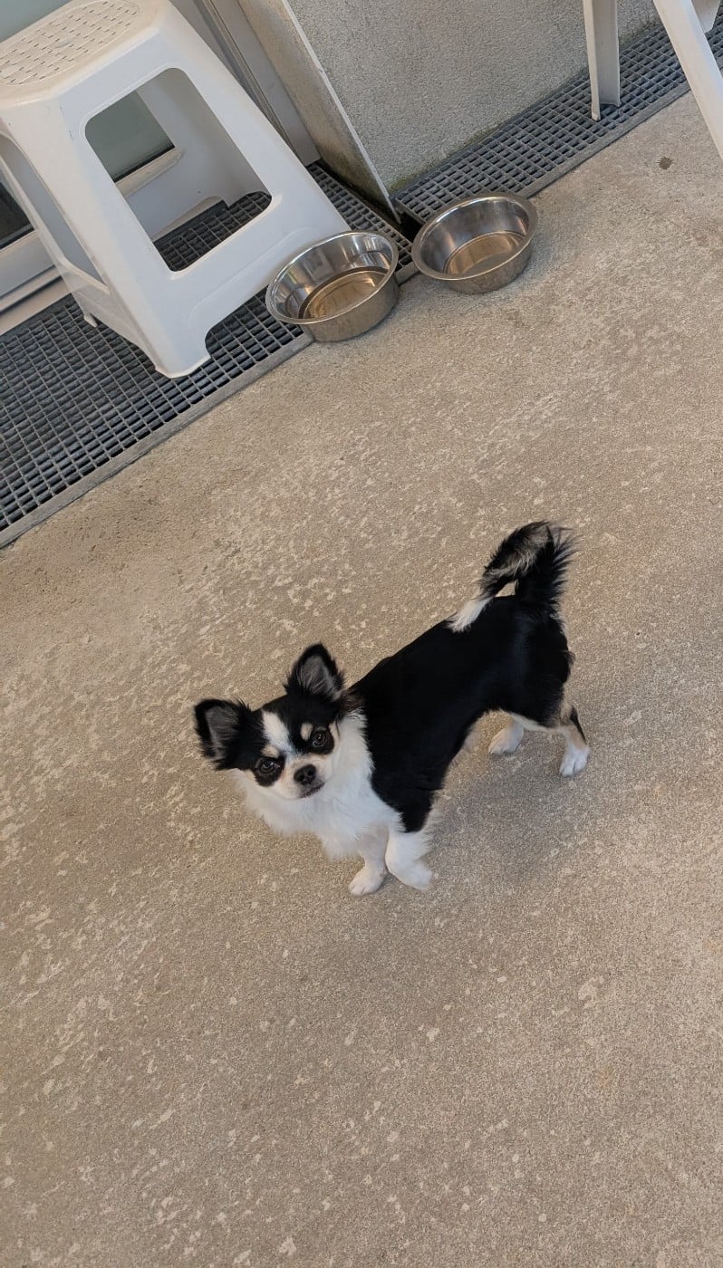 Chihuahua - World's Of Monstera