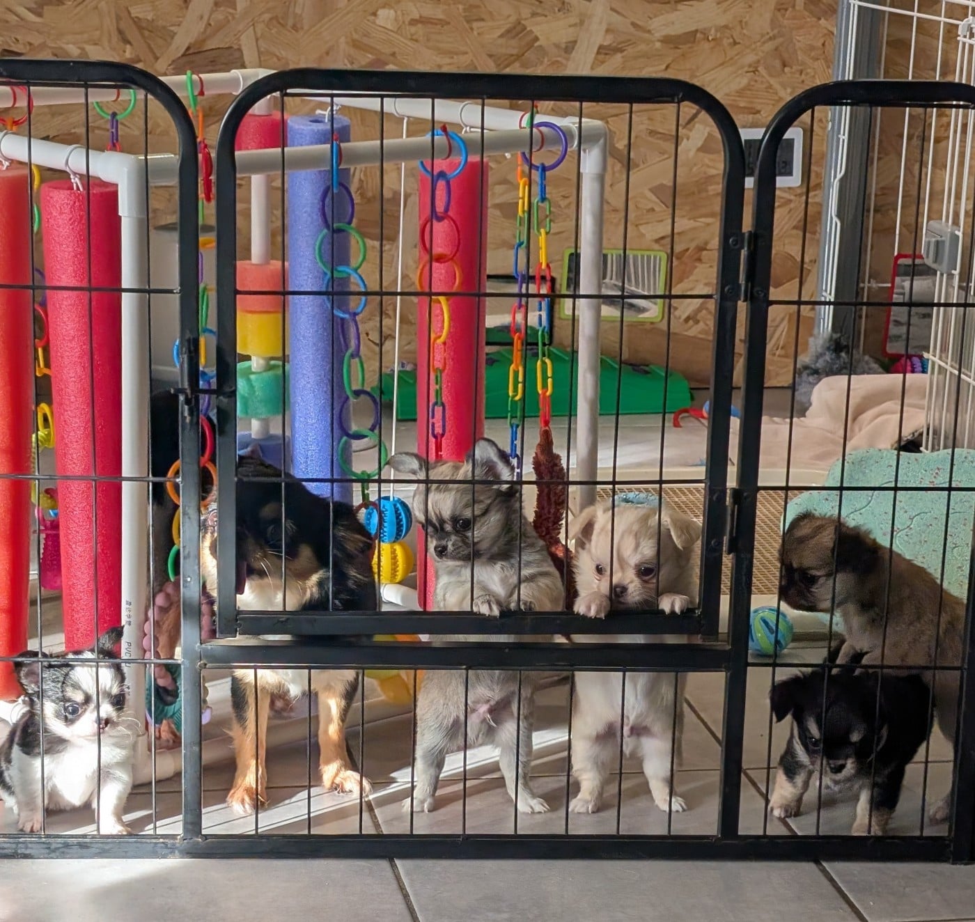 Chihuahua - World's Of Monstera