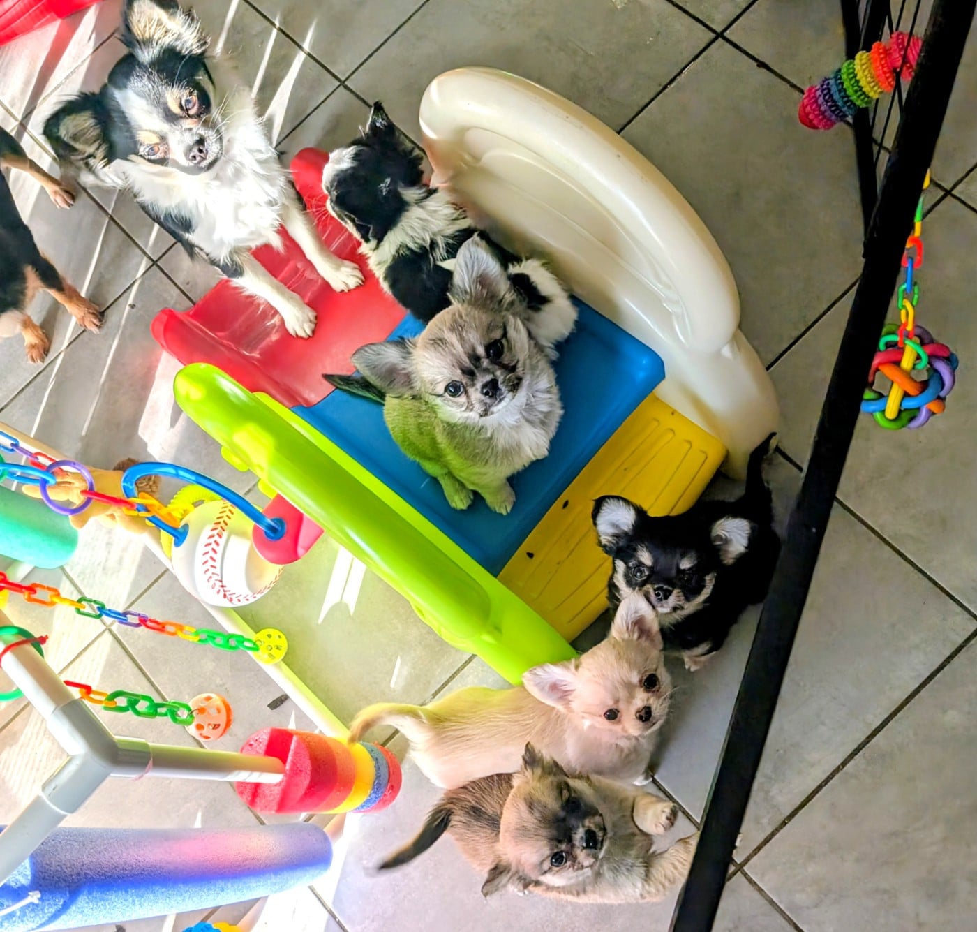 Chihuahua - World's Of Monstera