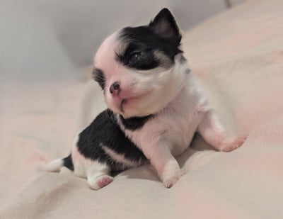 Les chiots de Chihuahua