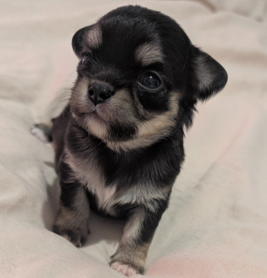 Les chiots de Chihuahua