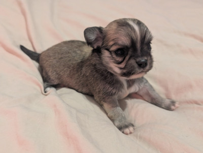 Les chiots de Chihuahua