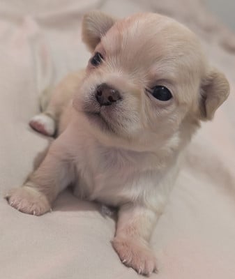 Les chiots de Chihuahua