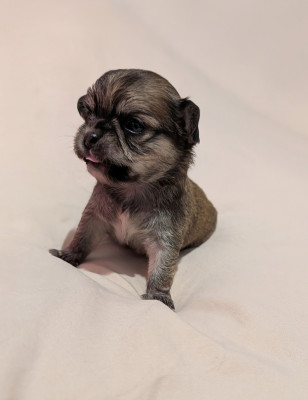 Les chiots de Chihuahua